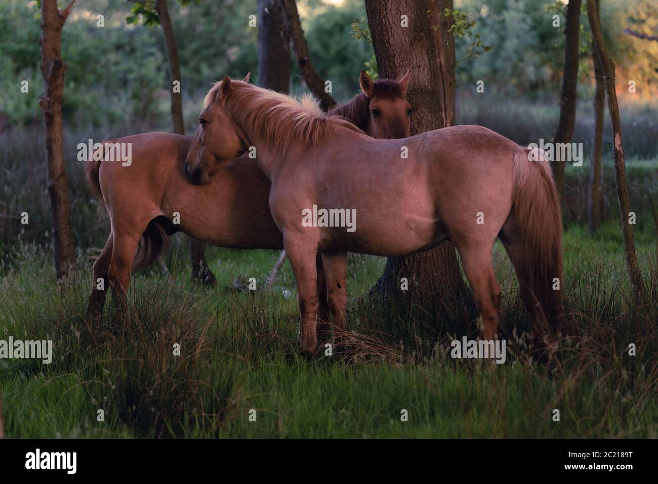 Two ponies in mutual grooming position in woodland ii. Hickling NWT, May 2020 Stock Photo