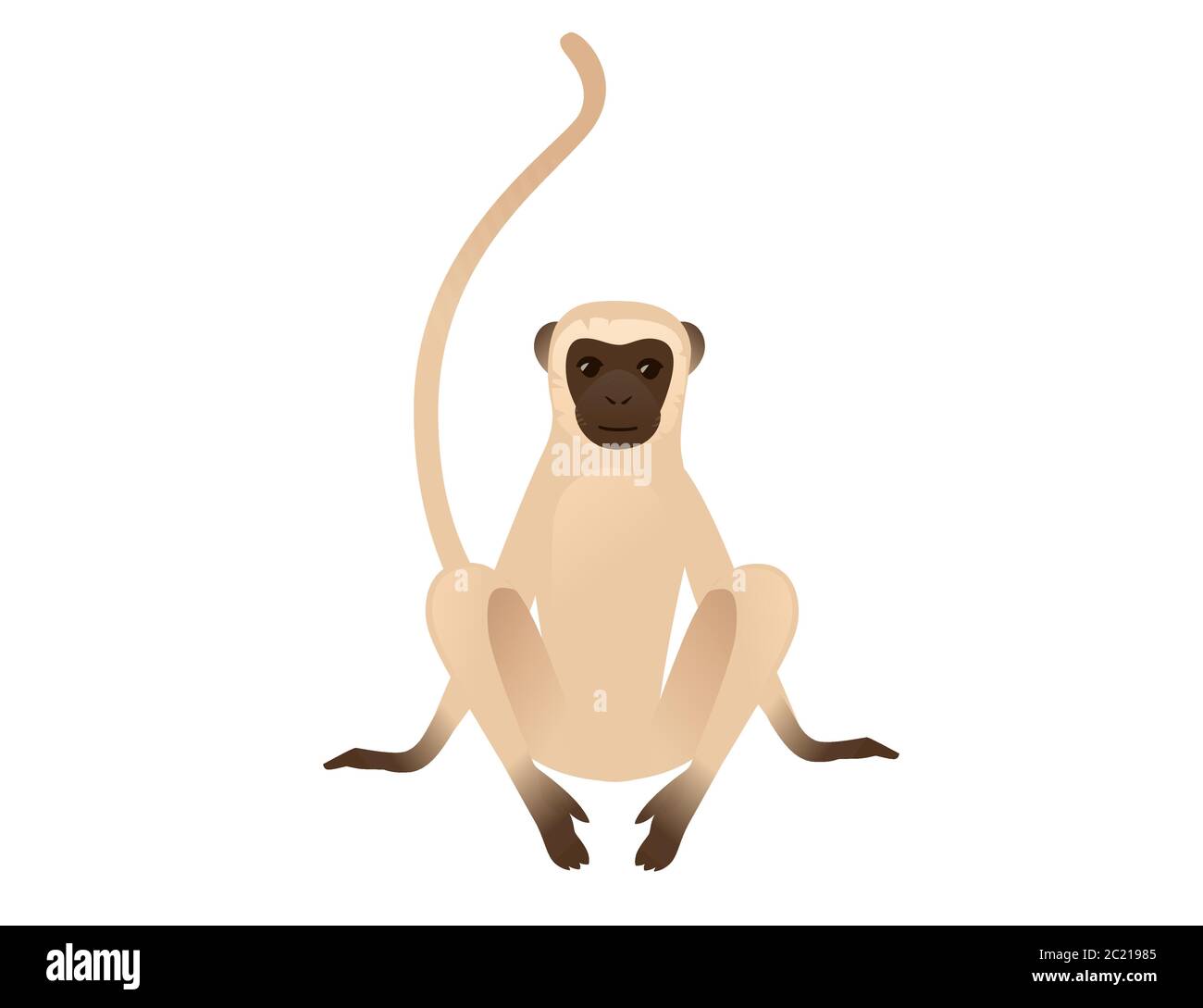 Cute vervet monkey sitting on the ground beige monkey with brown face  cartoon animal design flat vector illustration isolated on white background  Stock Vector Image & Art - Alamy