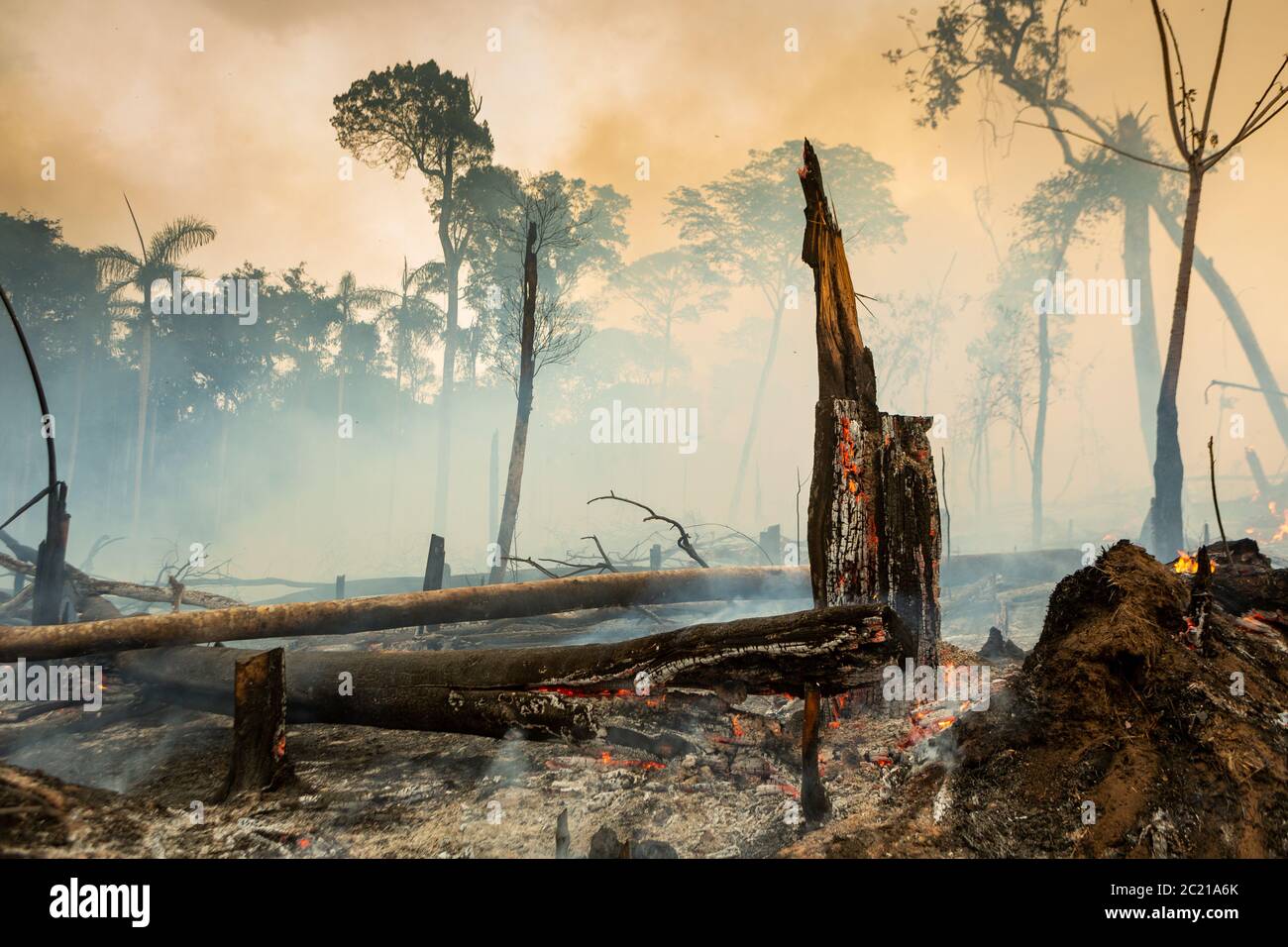 Trees on fire with smoke in illegal deforestation in the Amazon Rainforest to open area for agriculture. Concept of co2, environment, ecology, climate Stock Photo