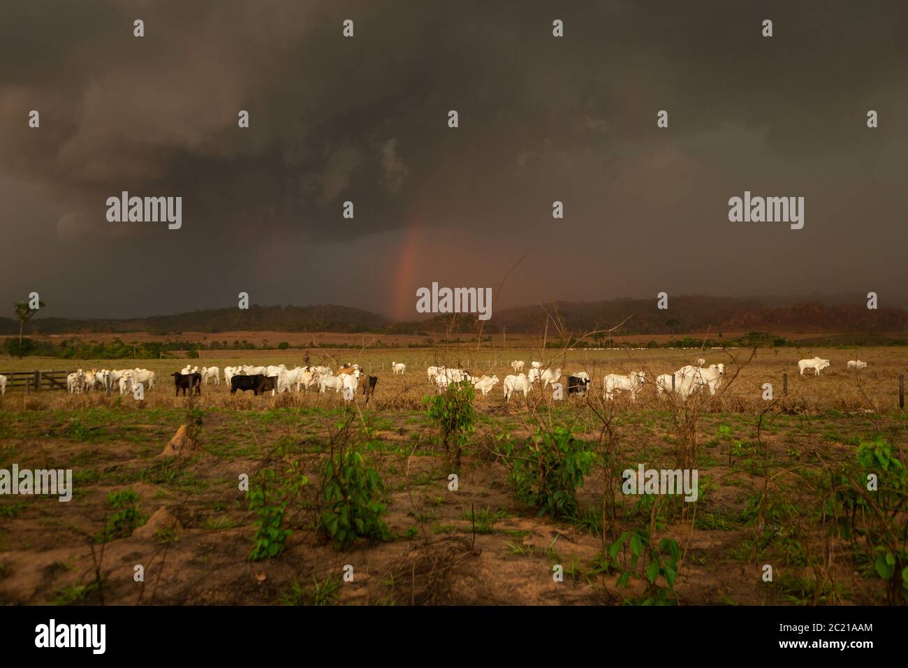 Cattle on farm pasture with cloudy storm rainbow in the background in the Amazon rainforest. Concept of deforestation, environment, agriculture, co2. Stock Photo