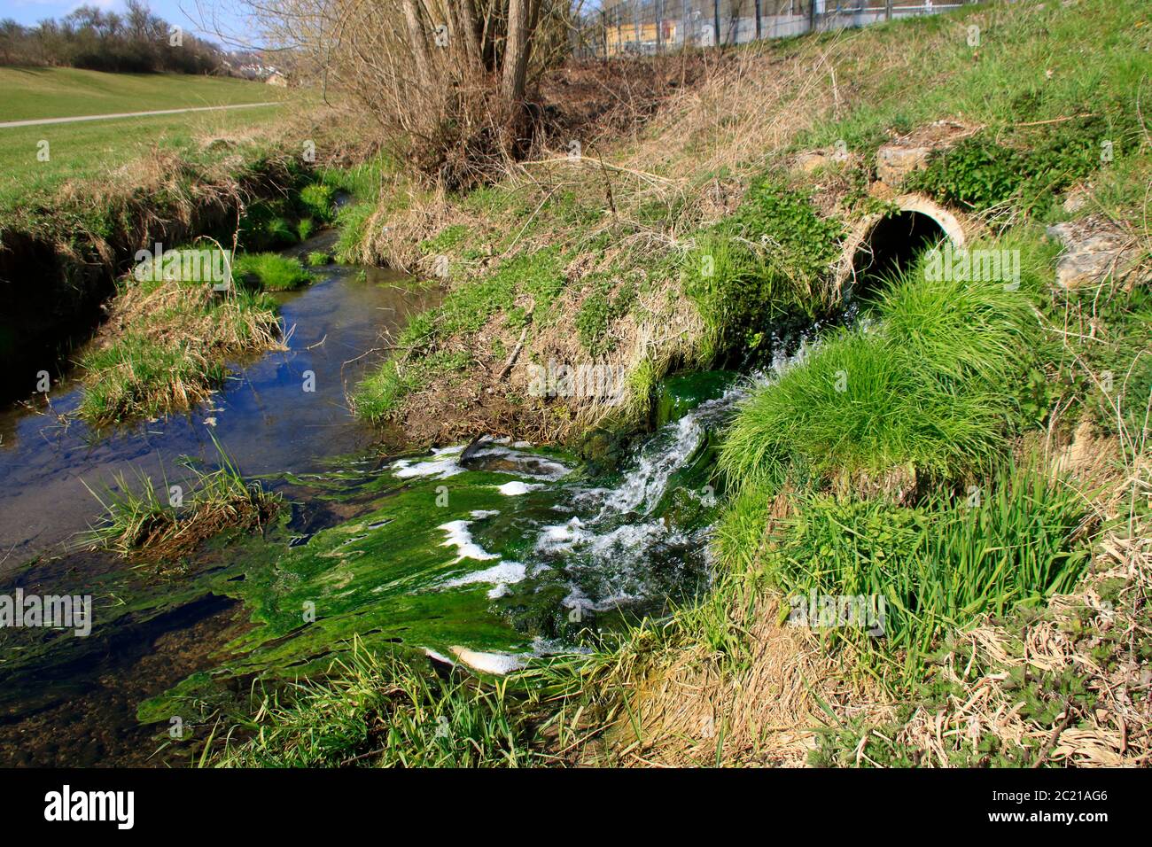 Algae formation in the course of a sewage treatment plant Stock Photo
