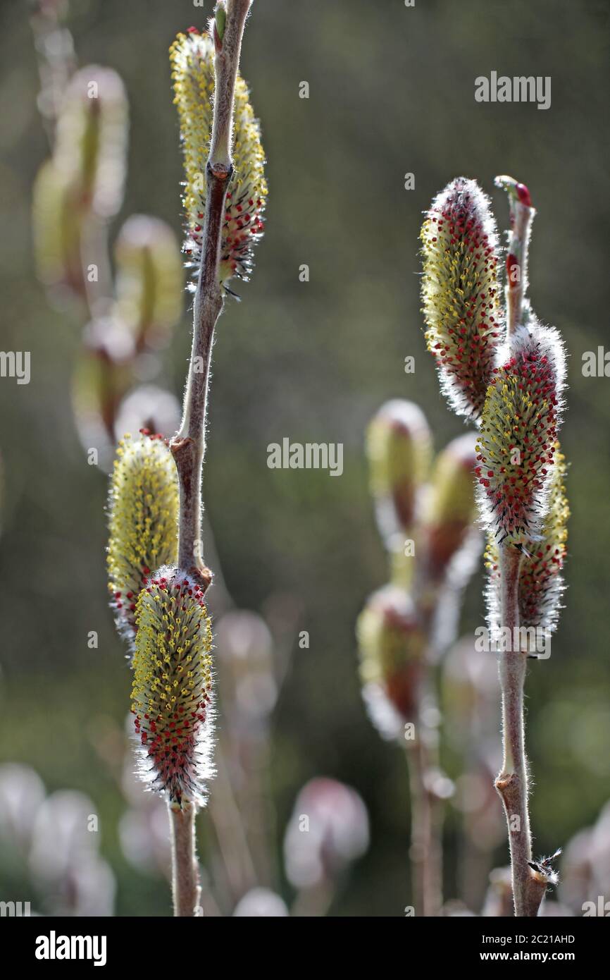 Flowering willow kittens of the Red Kitten willow in March Stock Photo