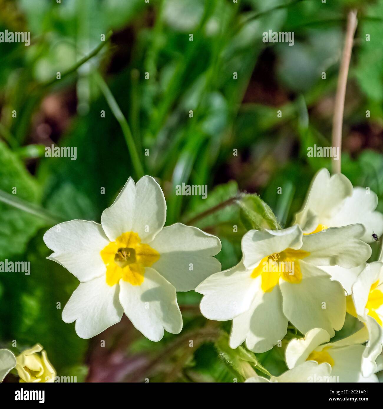 Primula vulgaris known as common primrose or English primrose - wild spring flowers in British park - Stowe, Buckinghamshire, United Kingdom Stock Photo