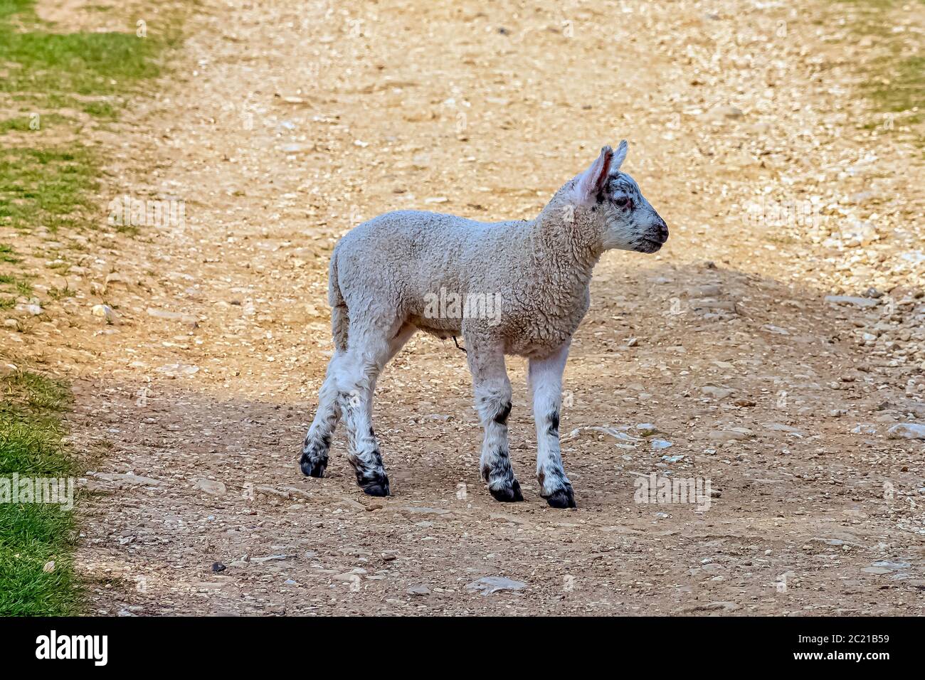 Baby domestic sheep (Ovis aries) in Stowe, Buckinghamshire, United Kingdom Stock Photo