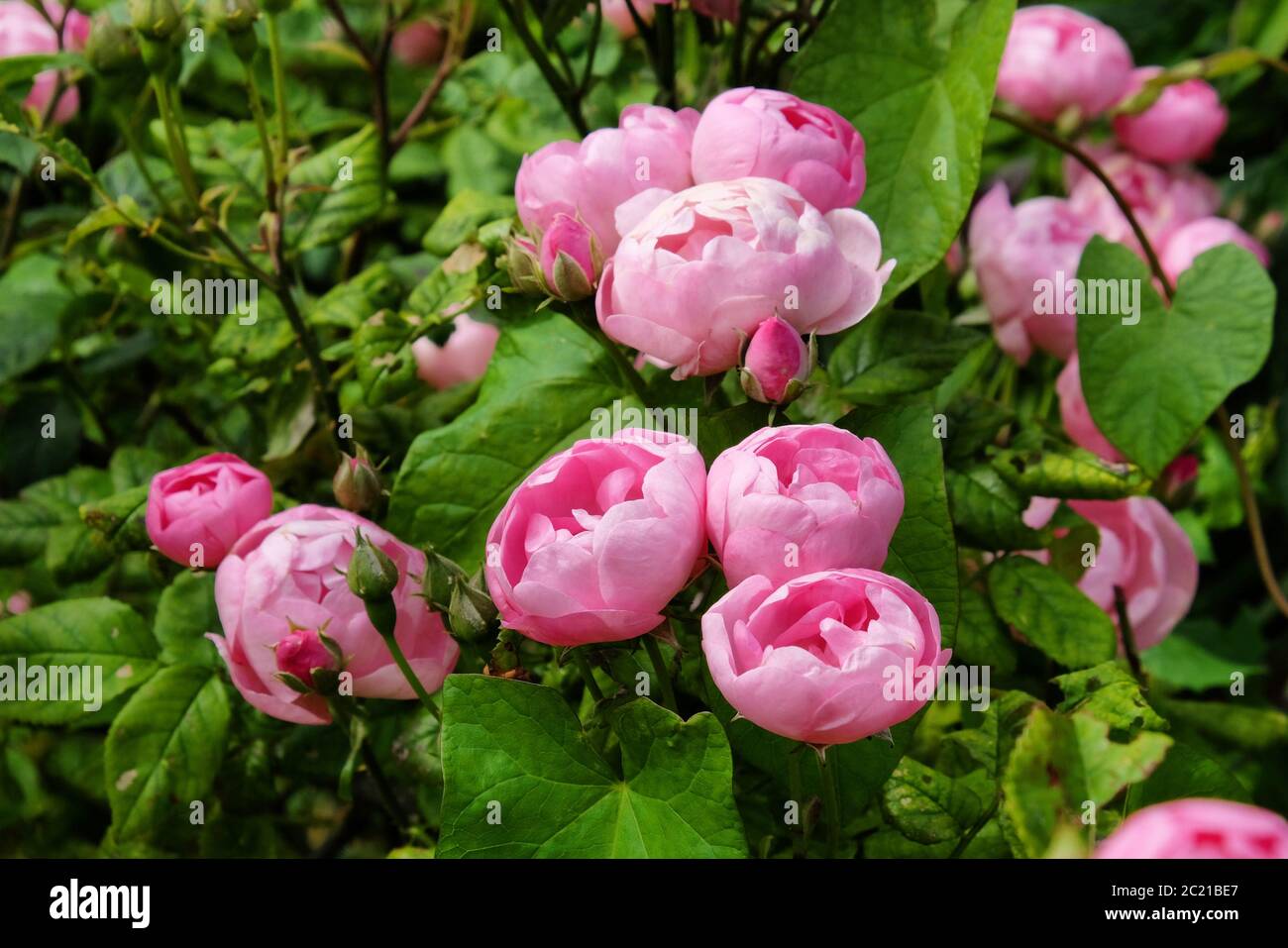 Pretty pink cupped bourbon rose, rosa 'raubritter macrantha' in flower Stock Photo