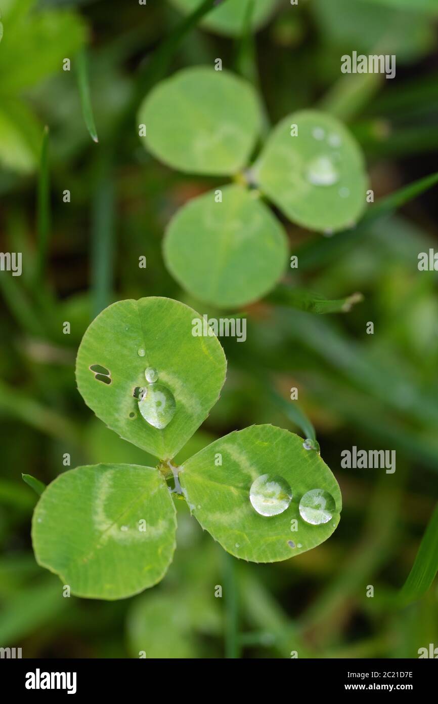 Closeup of white clover leaves with droplets of dew. Nature, symbols, environment and botany concepts Stock Photo