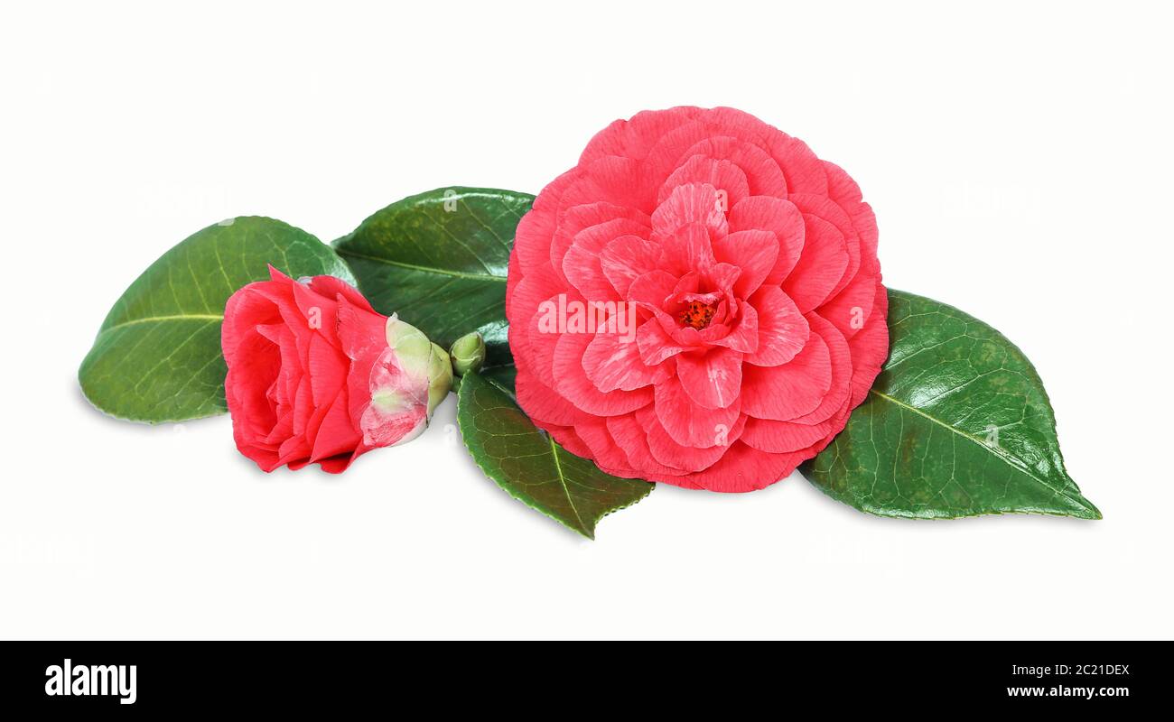 Camellia garden Cut Out Stock Images & Pictures - Alamy