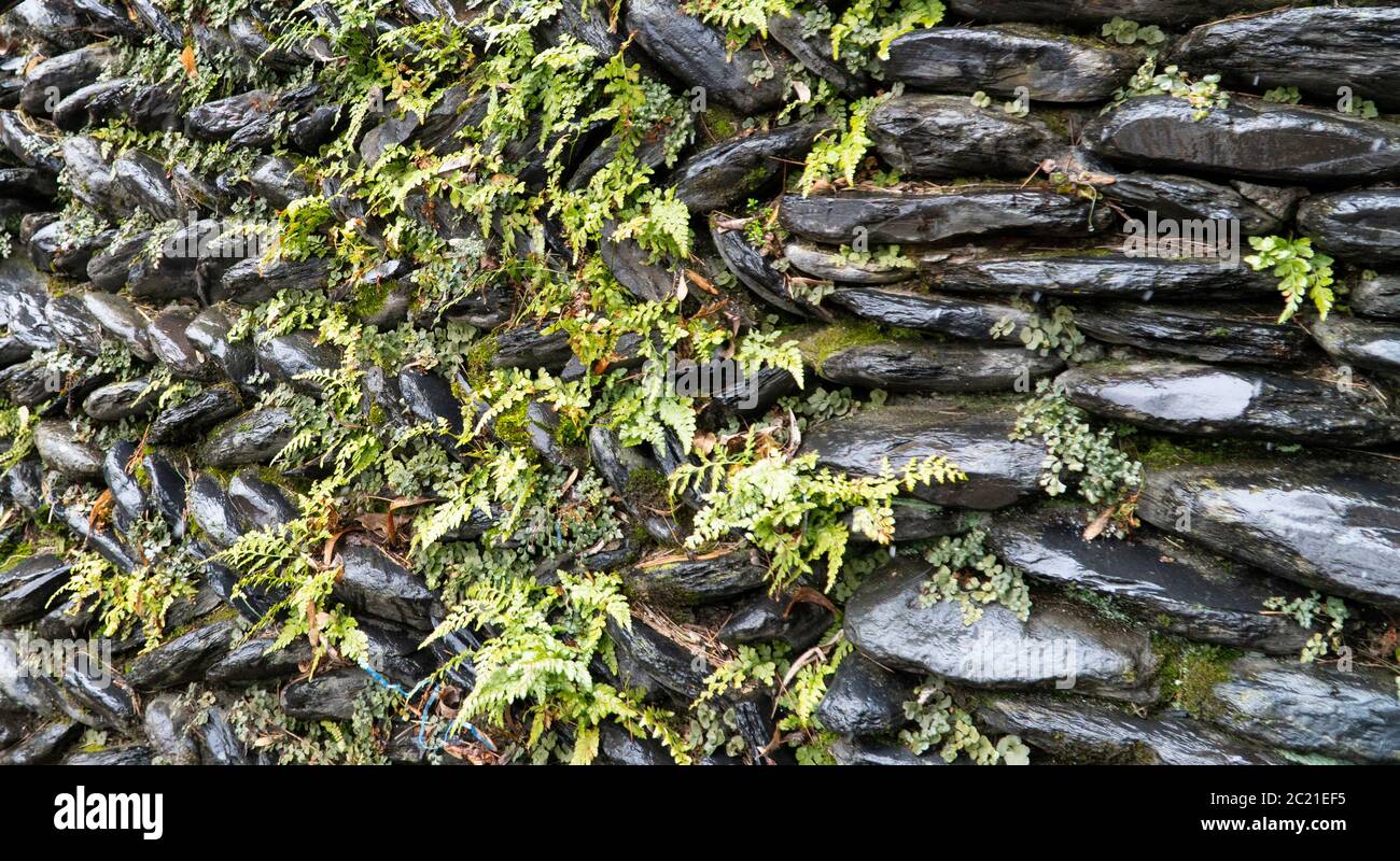 stone wall with green plants background Stock Photo - Alamy