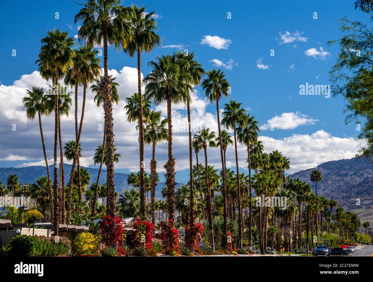 Palm trees in Palm Springs California Stock Photo