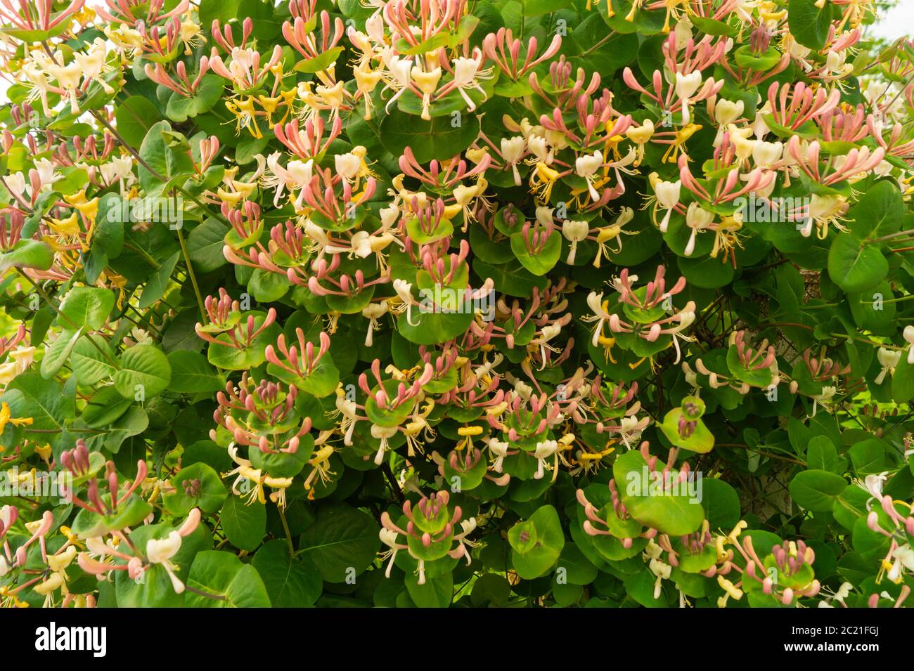 The Blossom to honeysuckle in garden at solar day. Beautiful natural background from colour and green sheet Stock Photo