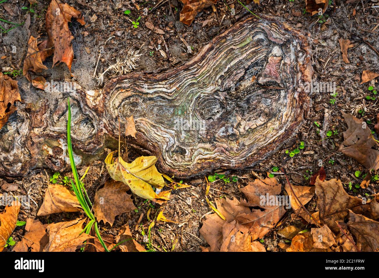 Sycamore tree root system among fallen Autumn leaves. Stock Photo