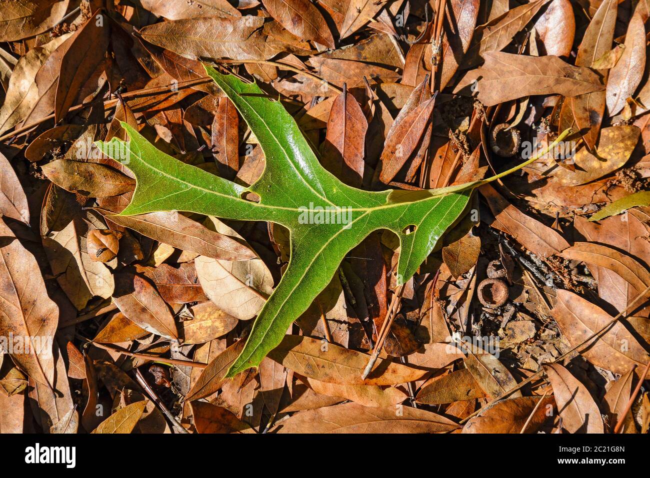 New turkey oak leaf falls to ground amid dead leaves during spring storm in North Central Florida. Stock Photo