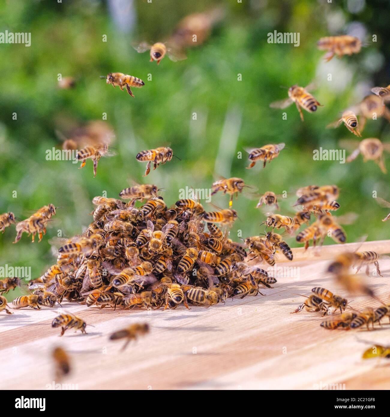 swarm of bees around a dipper soaked in honey in apiary Stock Photo