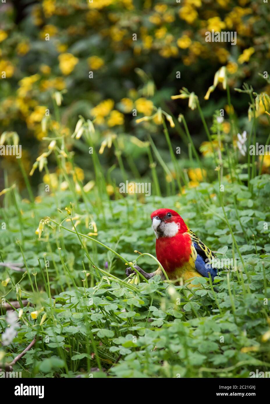 A Crimson Rosella forages for a meal among some Oxalis pes-caprae at Morialta Conservation Park in Adelaide, South Australia. Stock Photo