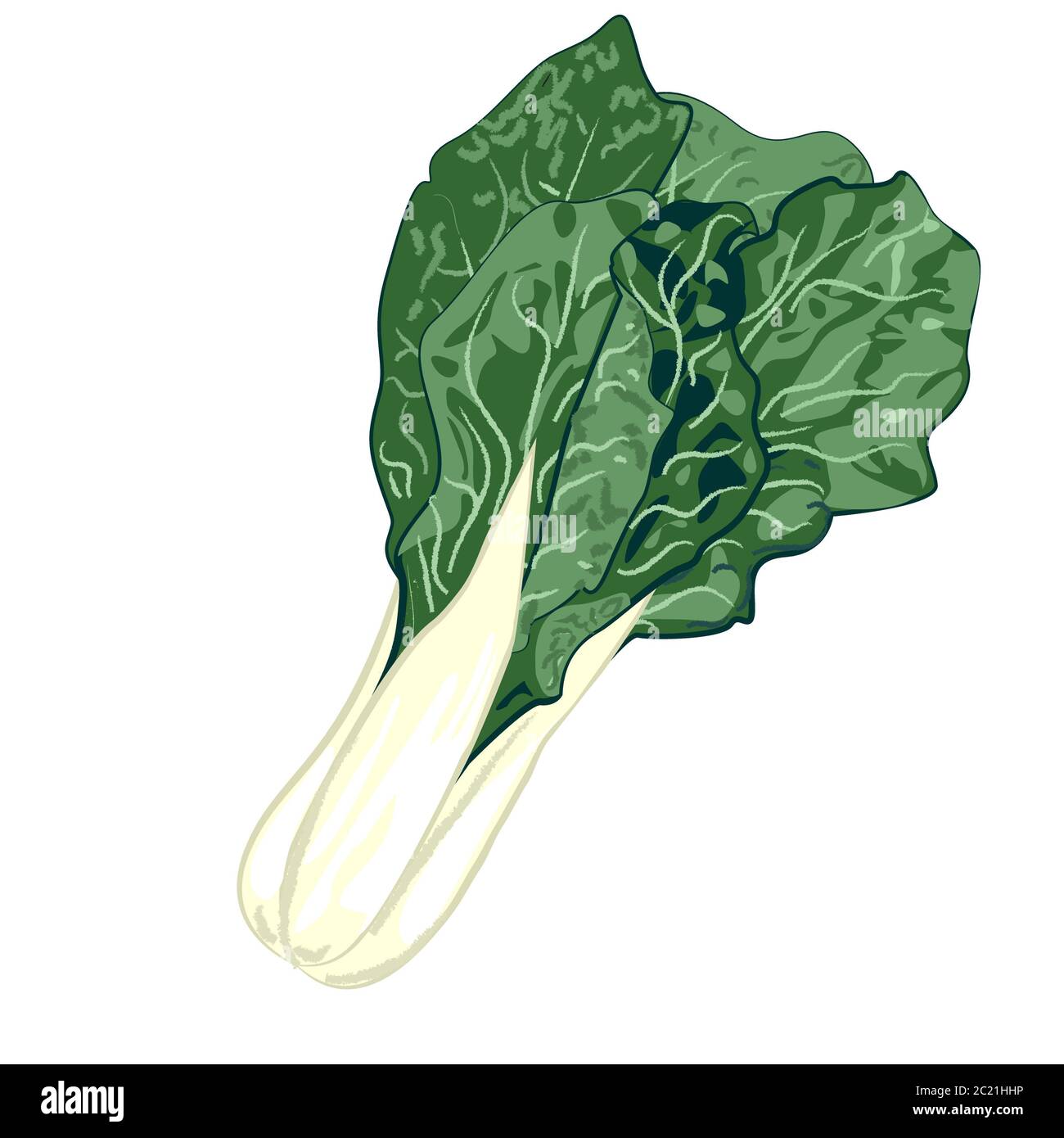 COLLARD GREENS vegetable vector illustration Stock Photo Alamy