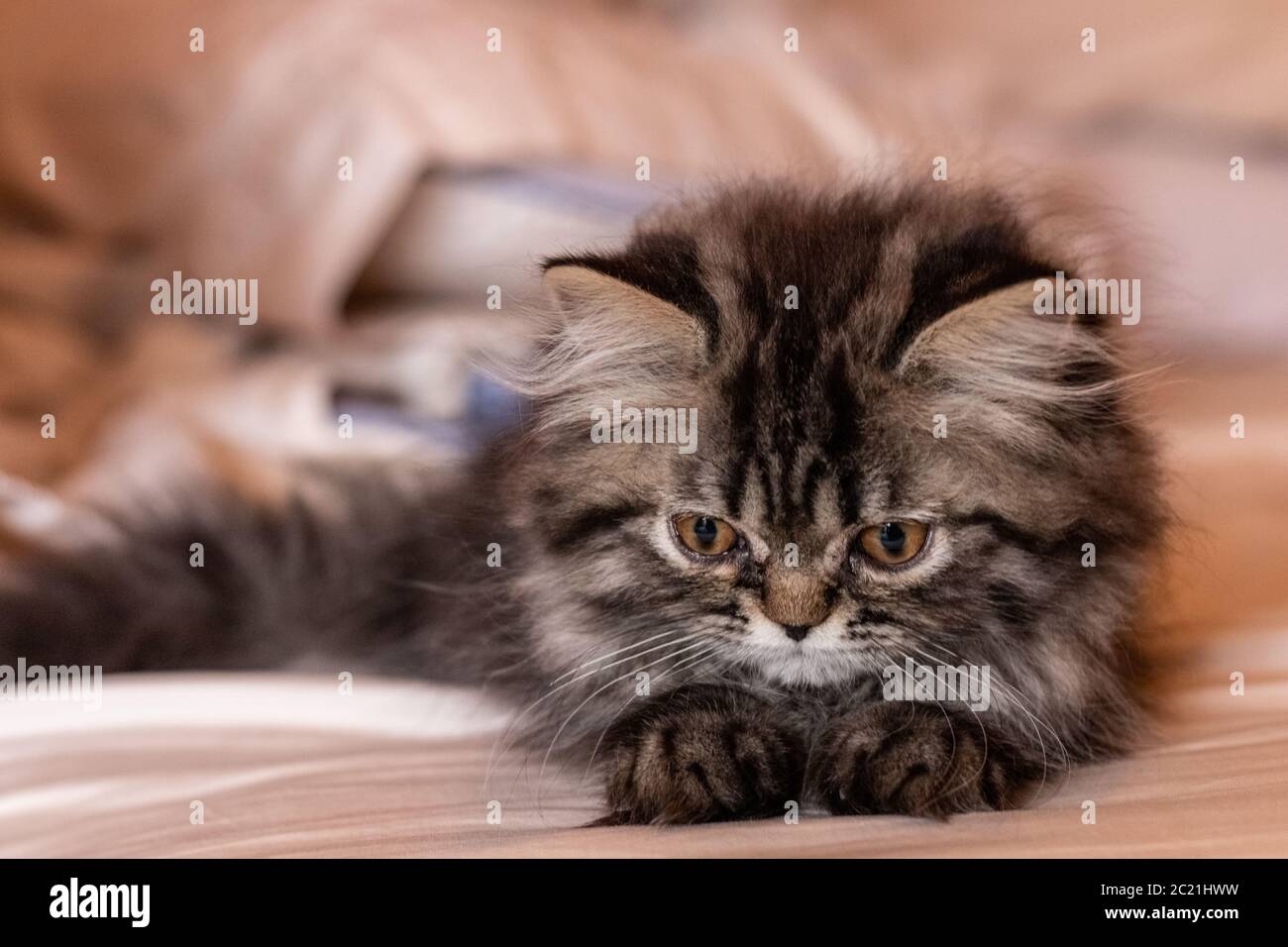 Beautiful two-month-old Persian cat resting. Pets Stock Photo - Alamy