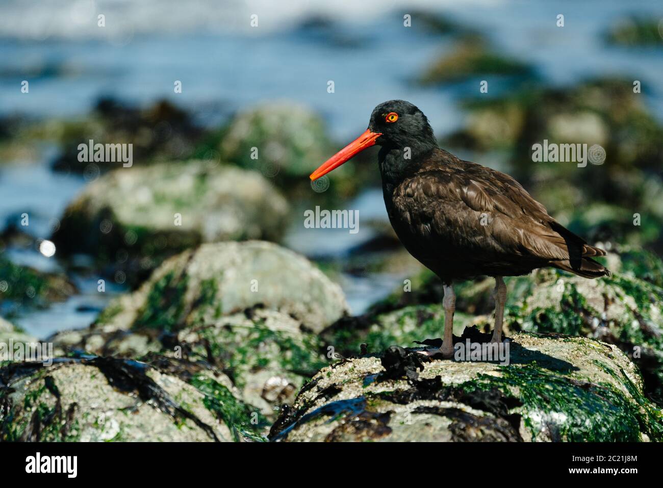 Closeup profile portrait of a Black Oystercatcher on Whidbey Island Stock Photo