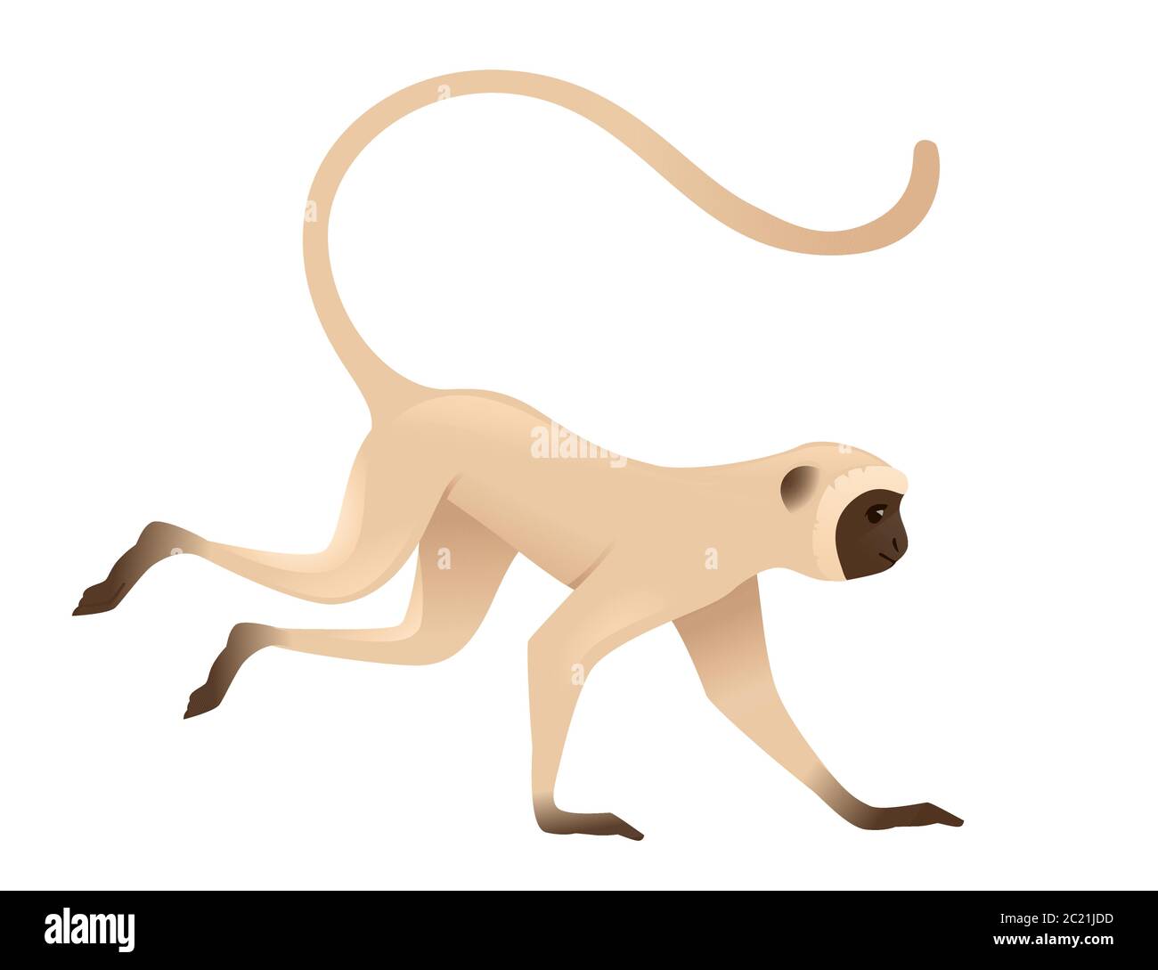 Cute vervet monkey running beige monkey with brown face cartoon animal design flat vector illustration isolated on white background Stock Vector Image & Art - Alamy Cute vervet monkey running beige monkey with brown face cartoon animal design flat vector illustration isolated on white background Stock Vector Image & Art - Alamy