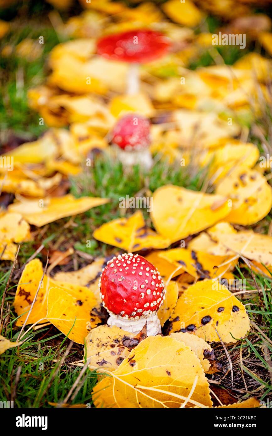 Clitocybe geotropa in the autumn. Villanueva Alcorón.Parque Natural Alto Tajo. Guadalajara. Castilla la Mancha. Spain Stock Photo