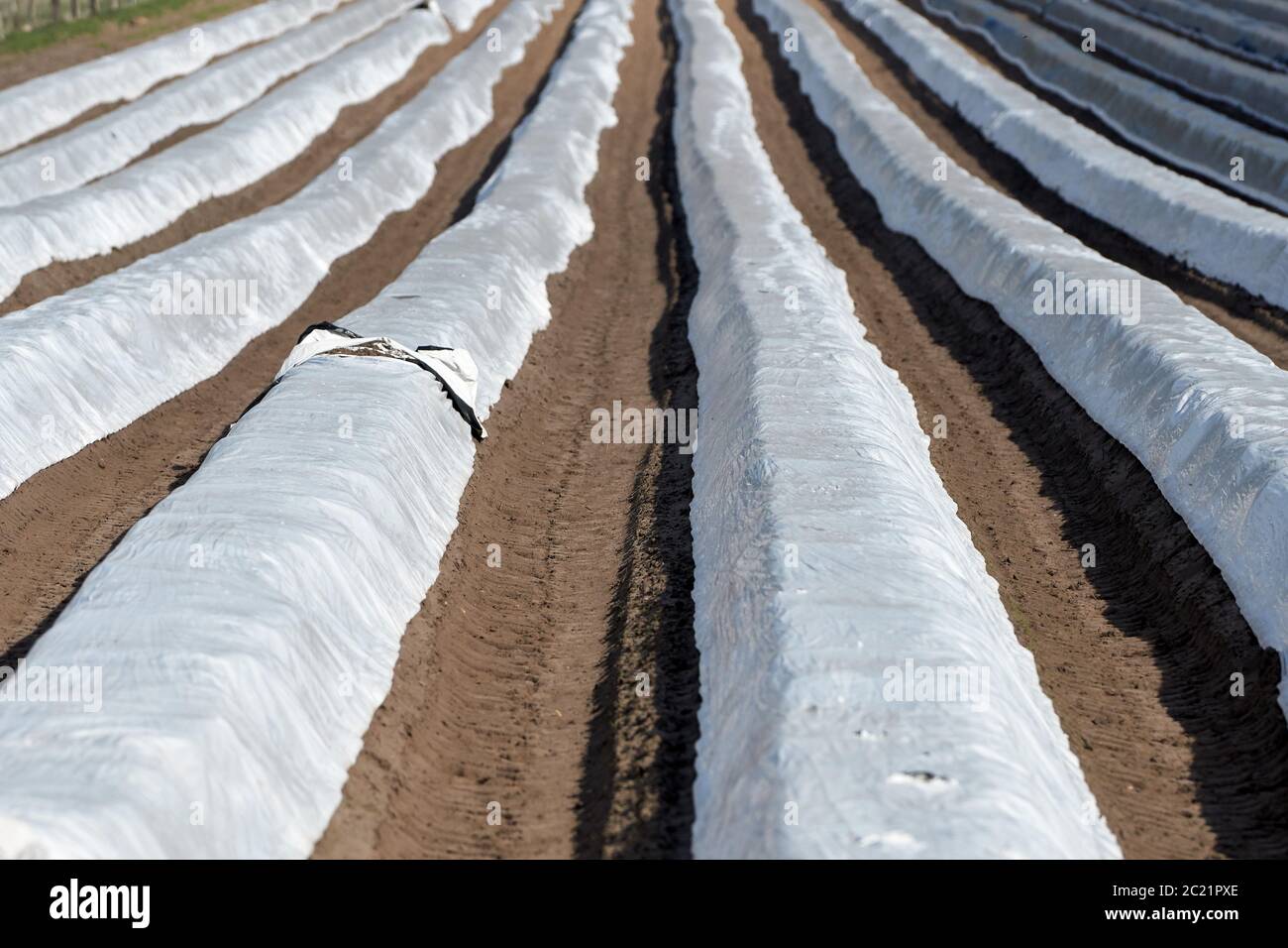 a foil-covered asparagus field for early spring harvest Stock Photo