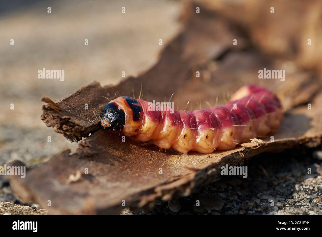 Caterpillar of a goat moth (Cossus Cossus) on the bark of a tree Stock Photo