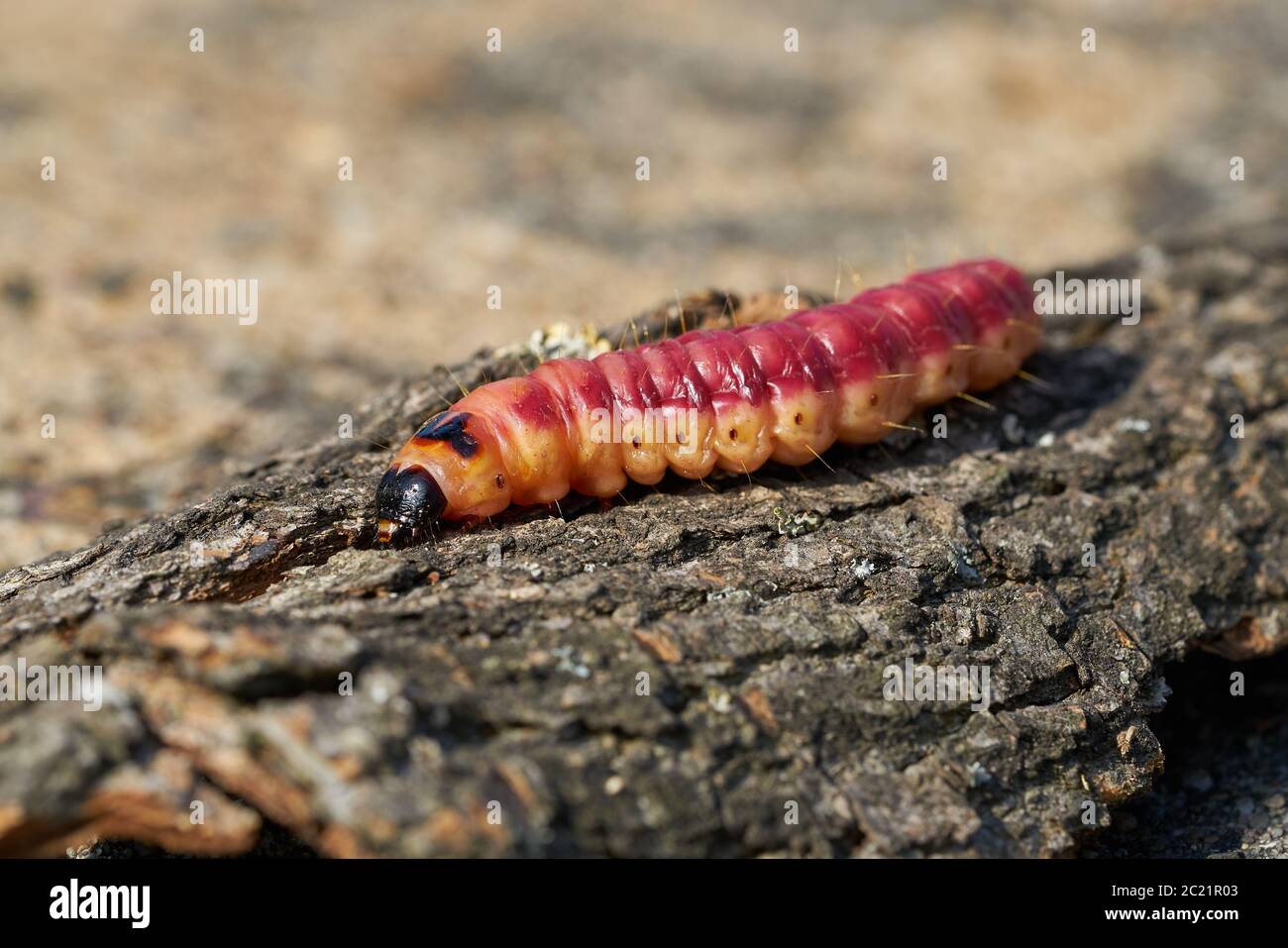 Caterpillar of a goat moth (Cossus Cossus) on the bark of a tree Stock Photo