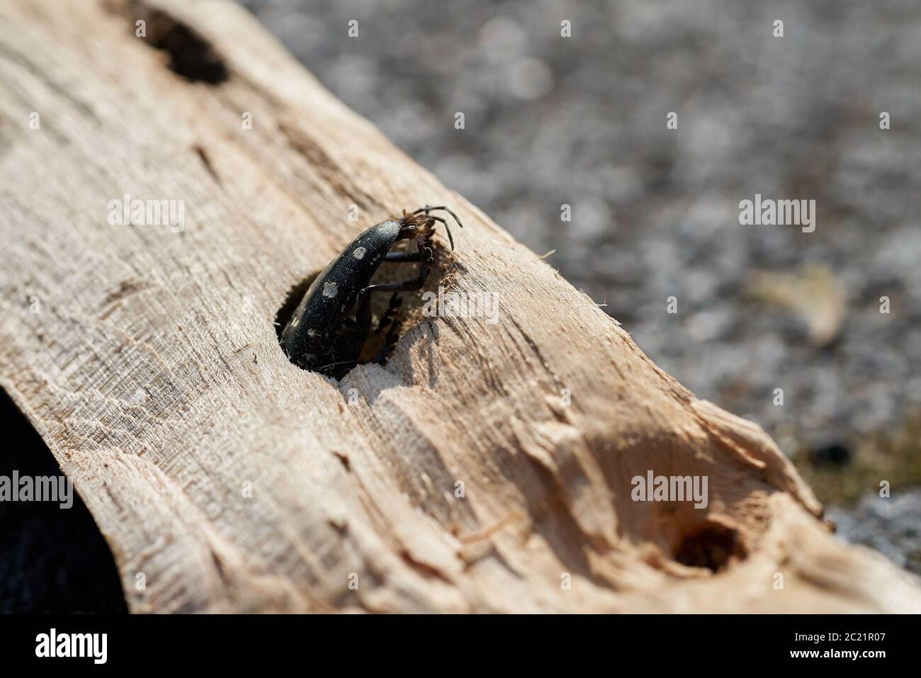 Asian longhorn beetle (Anoplophora glabripennis) is stuck in the wood of a maple tree Stock Photo