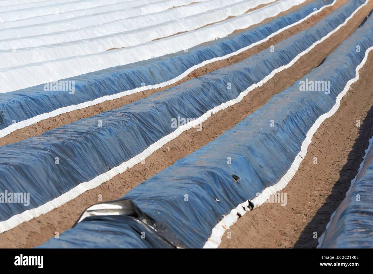 a foil-covered asparagus field for early spring harvest Stock Photo
