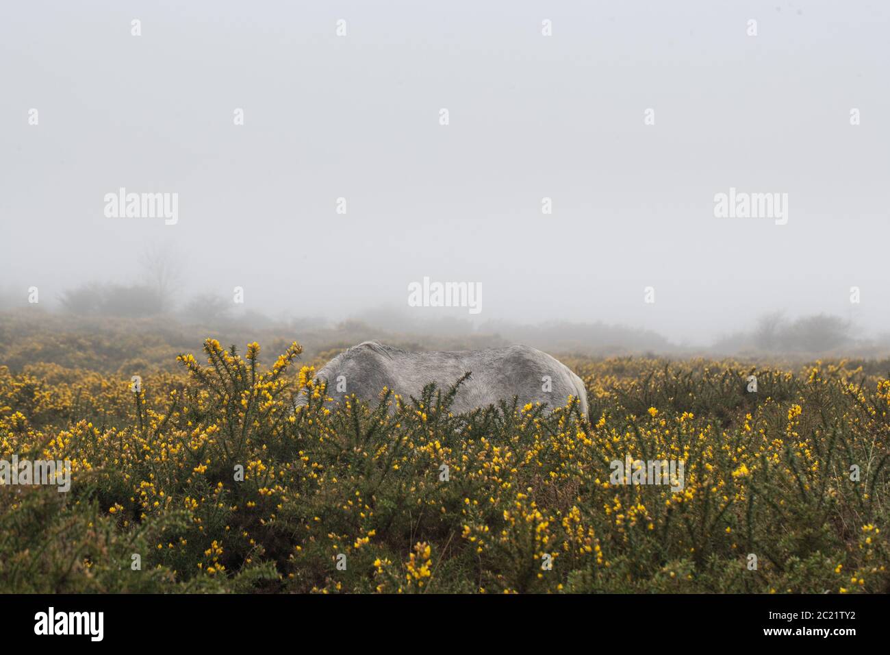 Single White Dartmoor Pony hiding in gorse, moorland Stock Photo Alamy
