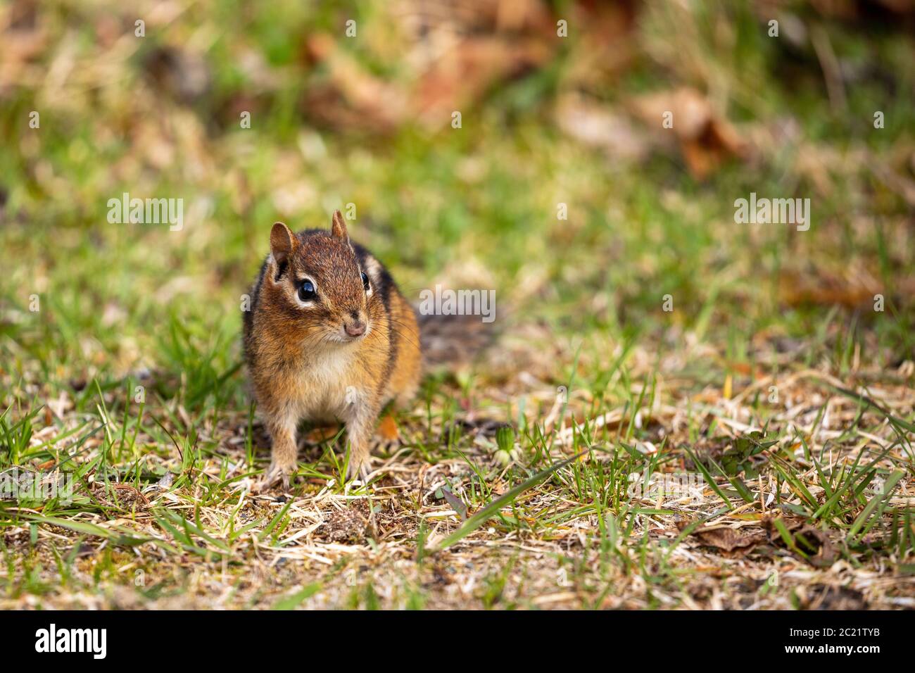 Chipmunks of the Pukaskwa Forest in Canada Stock Photo