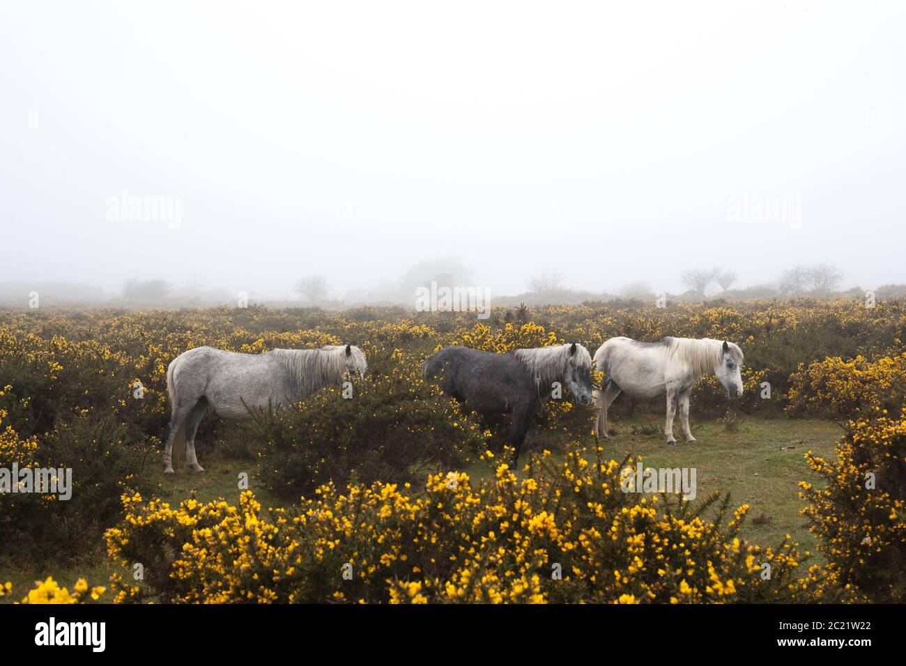 Dartmoor ponies stand together hiding in the gorse from the bad weather, Dartmoor National Park. Stock Photo