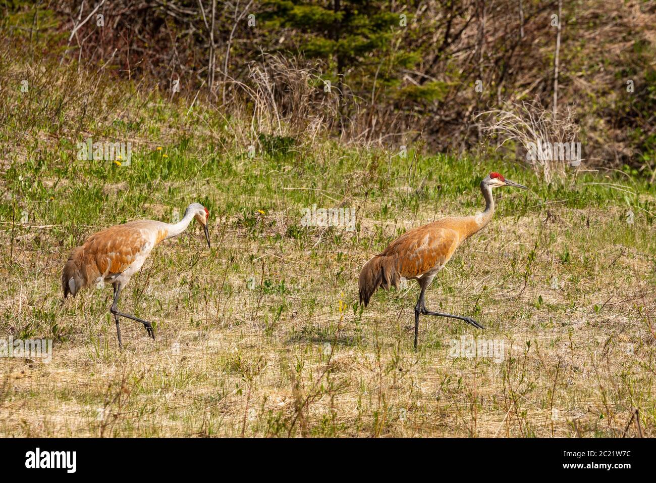 Sandhill Cranes of Canada Stock Photo Alamy