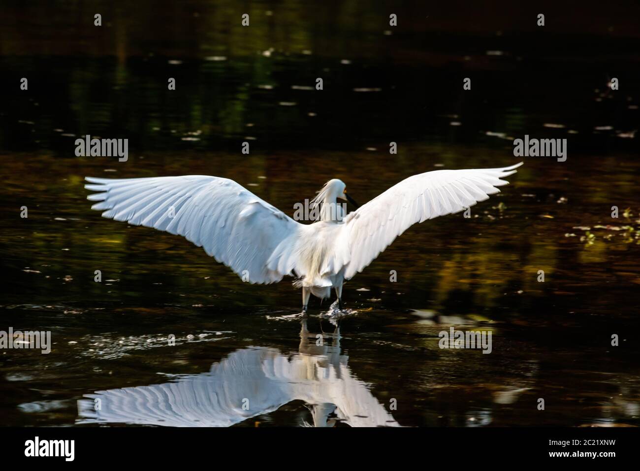 Snowy Egret in the San Gabriel river Stock Photo