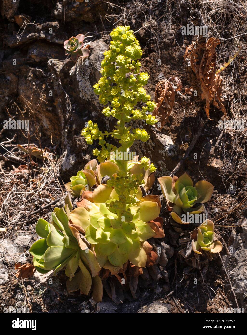 Aeonium canariense ssp. christii Stock Photo