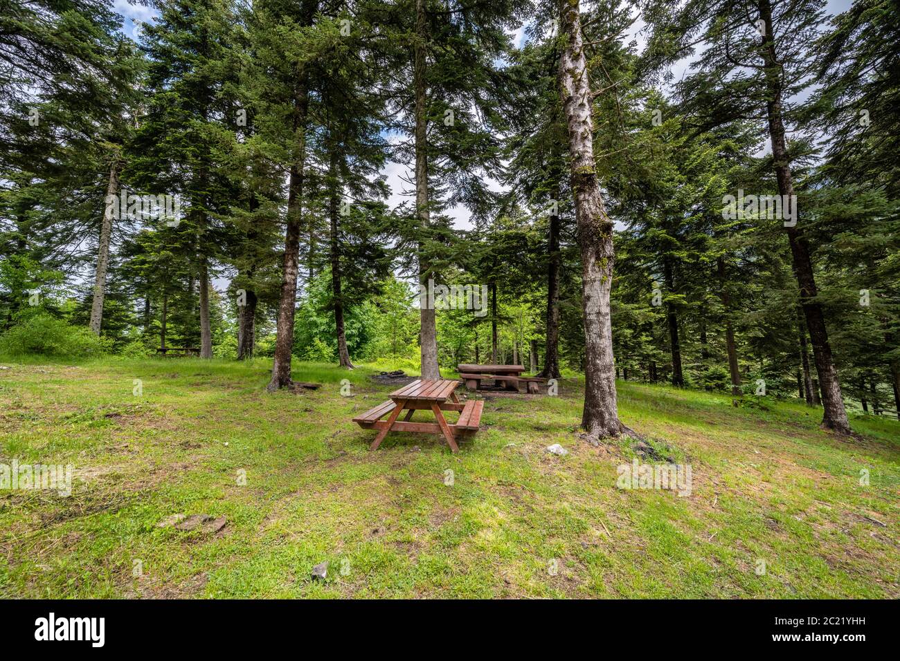 a resting area in the forest, a table and benches made of wood. Stock Photo