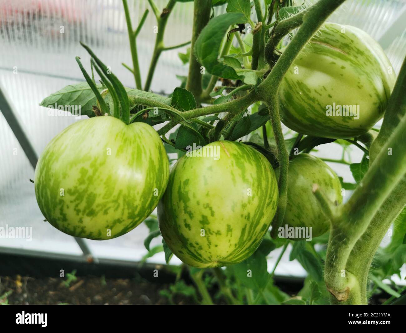 Green Tomatos Stock Photo