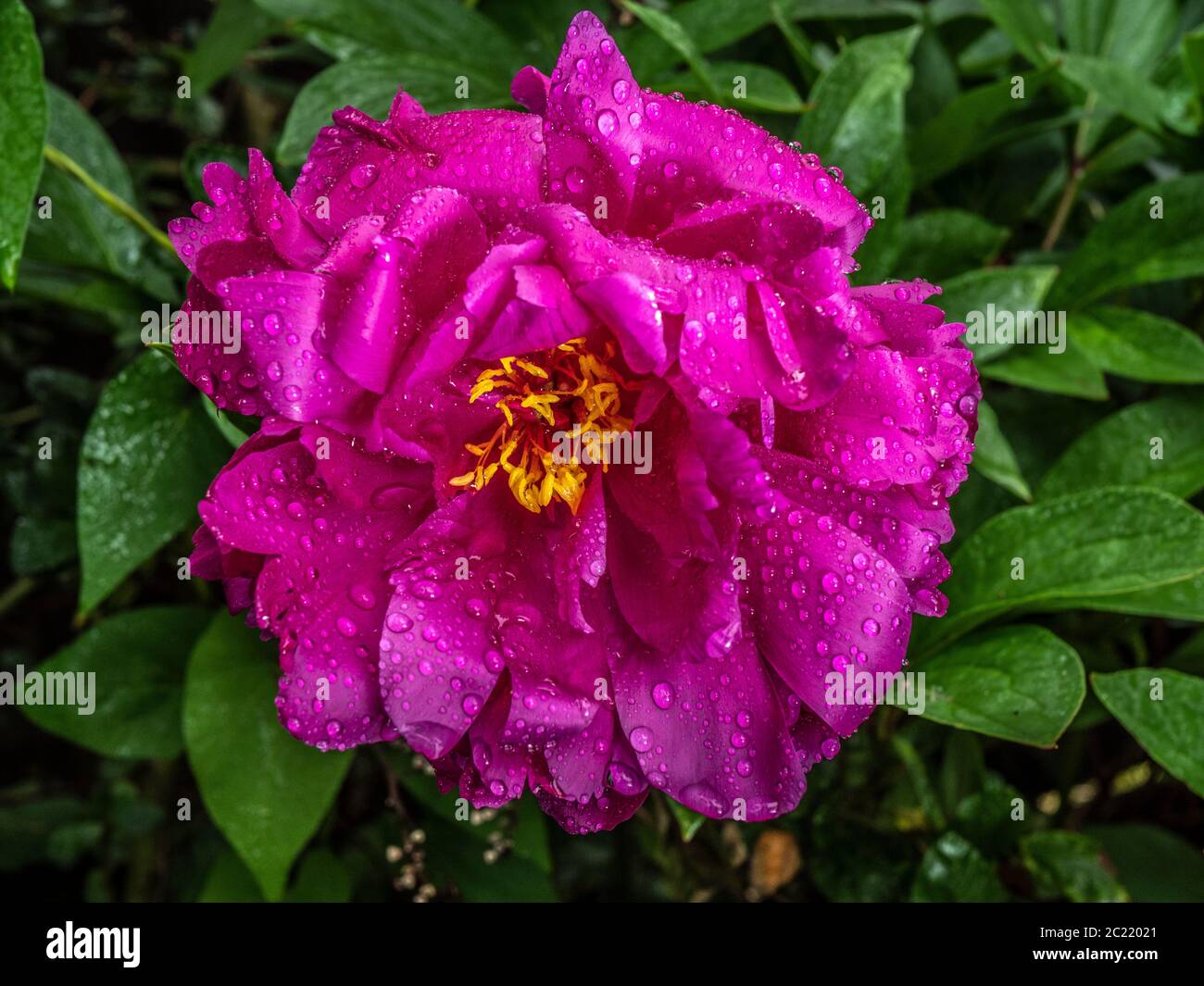 Closeup POV shot of a single, pink peony flower, with green surrounding foliage, after rain had soaked the beautiful petals. Stock Photo