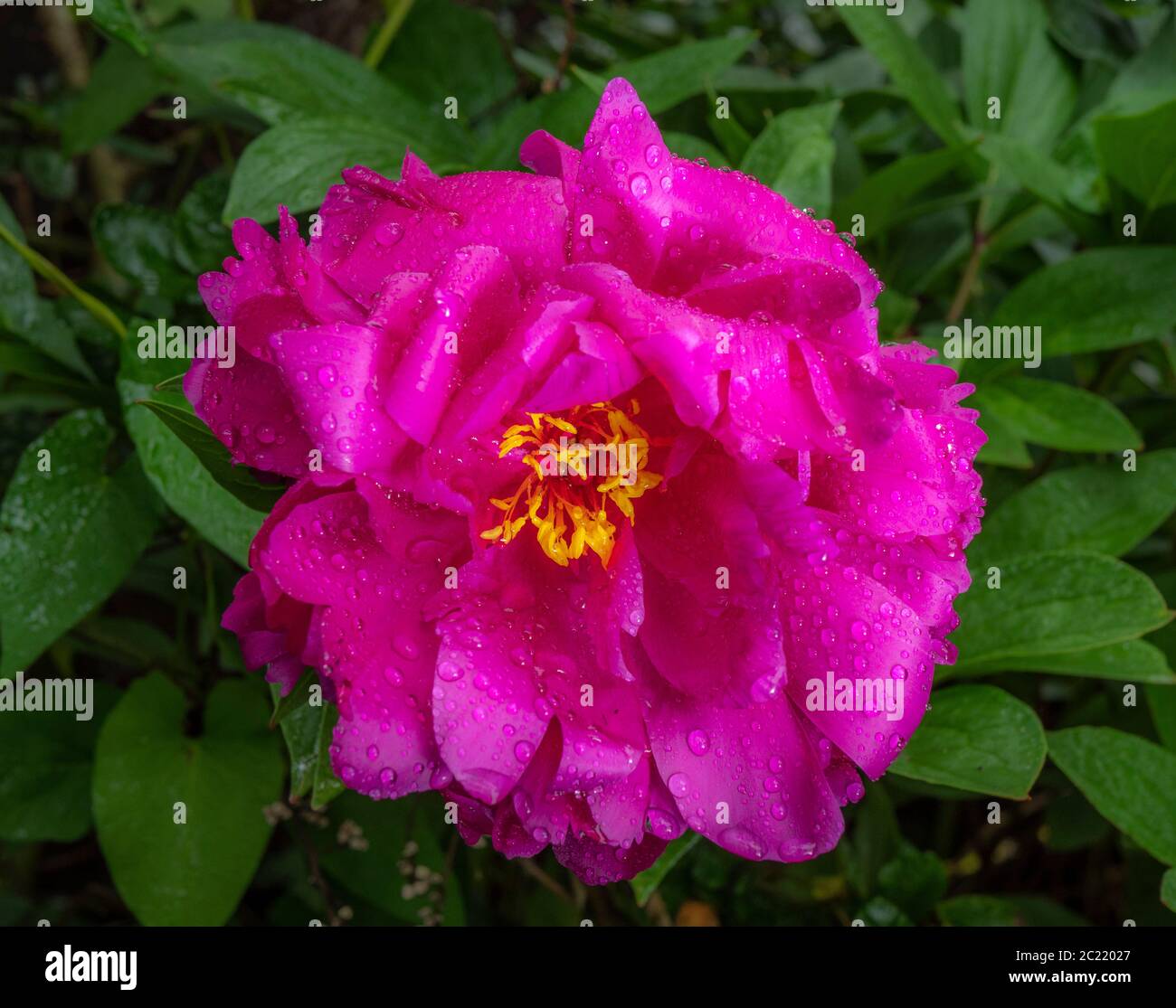 Closeup POV shot of a single, pink peony flower, with green surrounding foliage, after rain had soaked the beautiful petals. Stock Photo