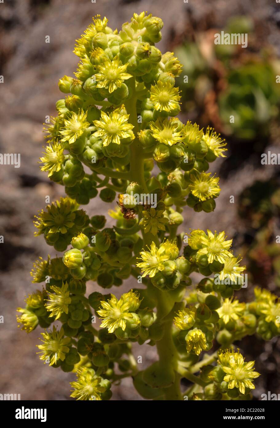 Aeonium canariense ssp. christii Stock Photo