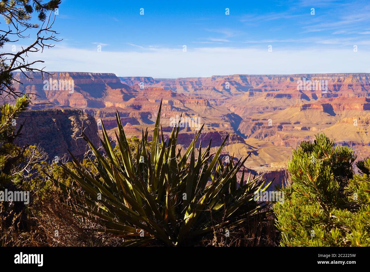 A large yucca plant sits on the edge of the Grand Canyon in Northern Arizona. Stock Photo