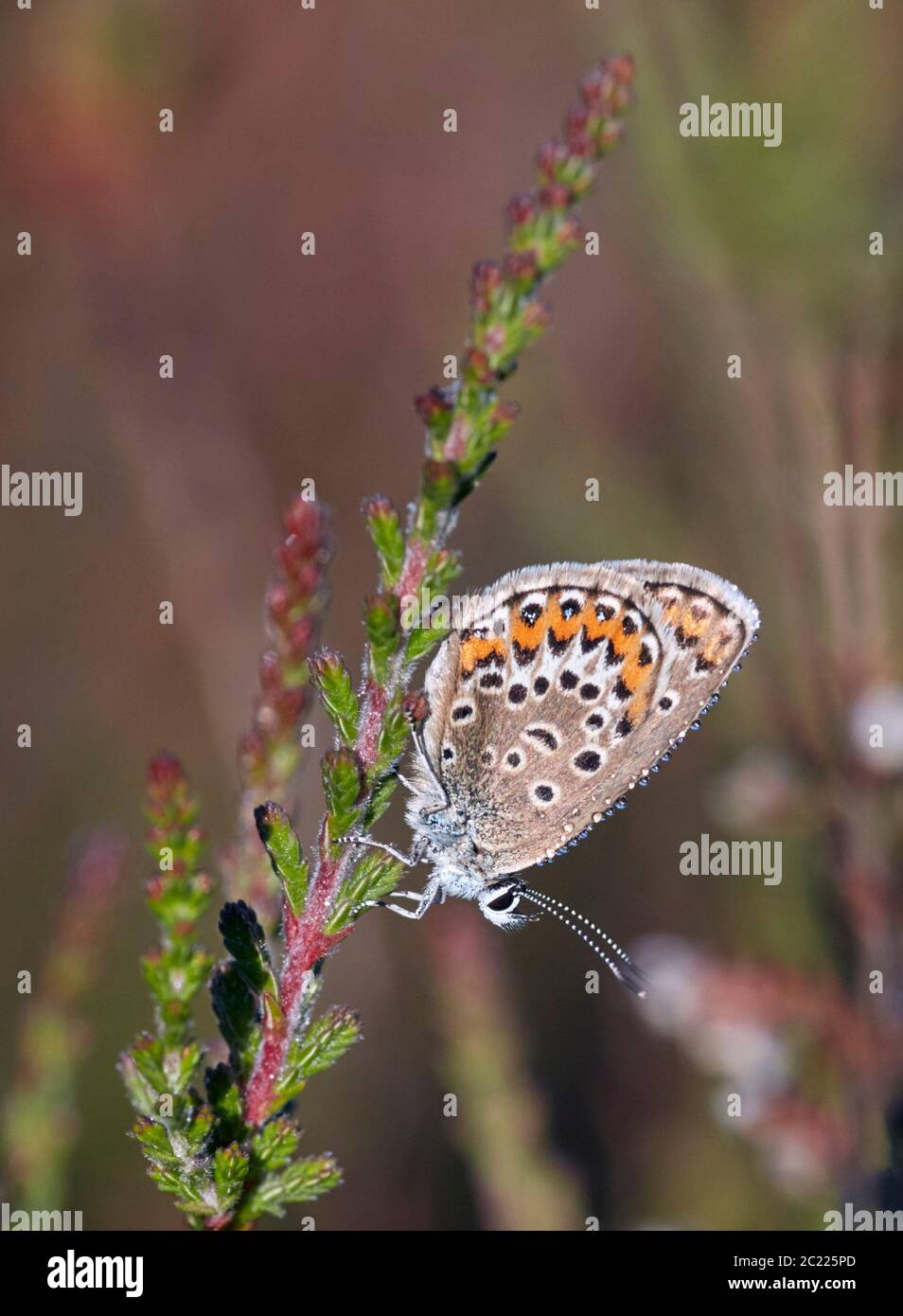 Roosting female Silver-studded Blue with dew. Fairmile Common, Esher, Surrey, England. Stock Photo
