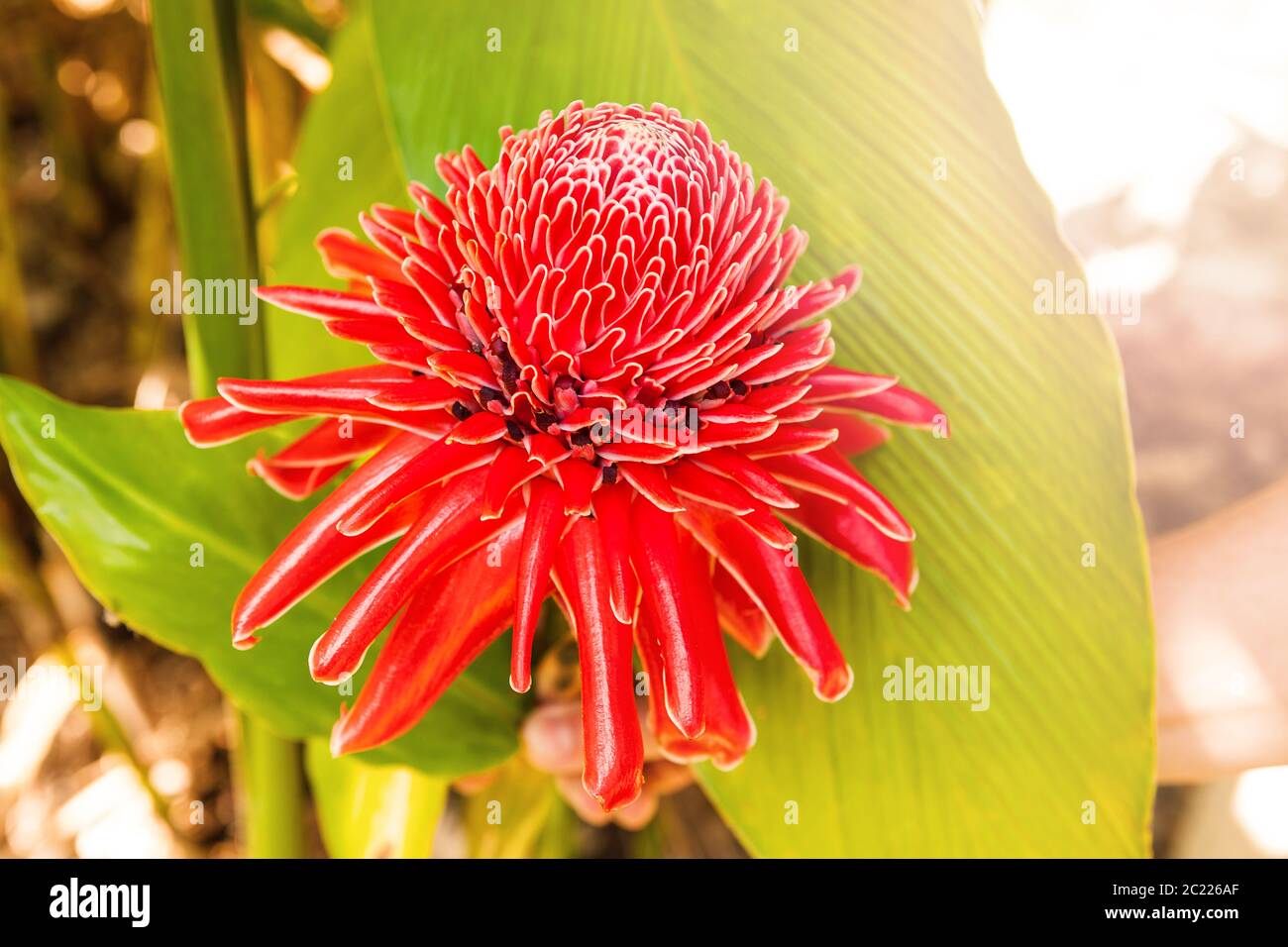 Red ginger lily flower Stock Photo Alamy