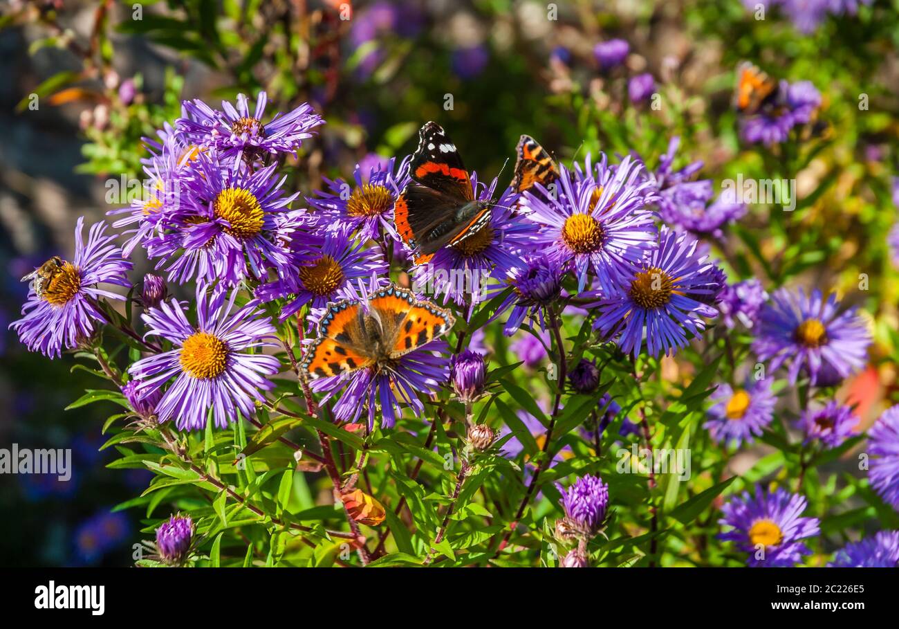 A Red Admiral and a tortoiseshell Stock Photo