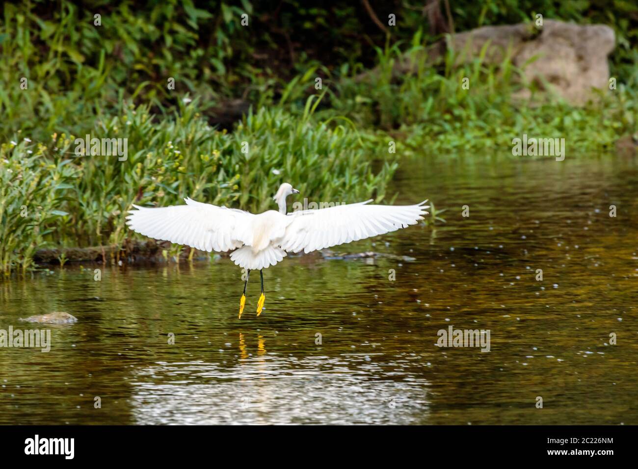 Snowy Egret bird near the San Gabriel river Stock Photo