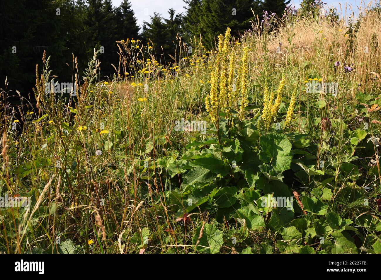 Verbascum thapsus, the great mullein or common mullein in czech republic Stock Photo