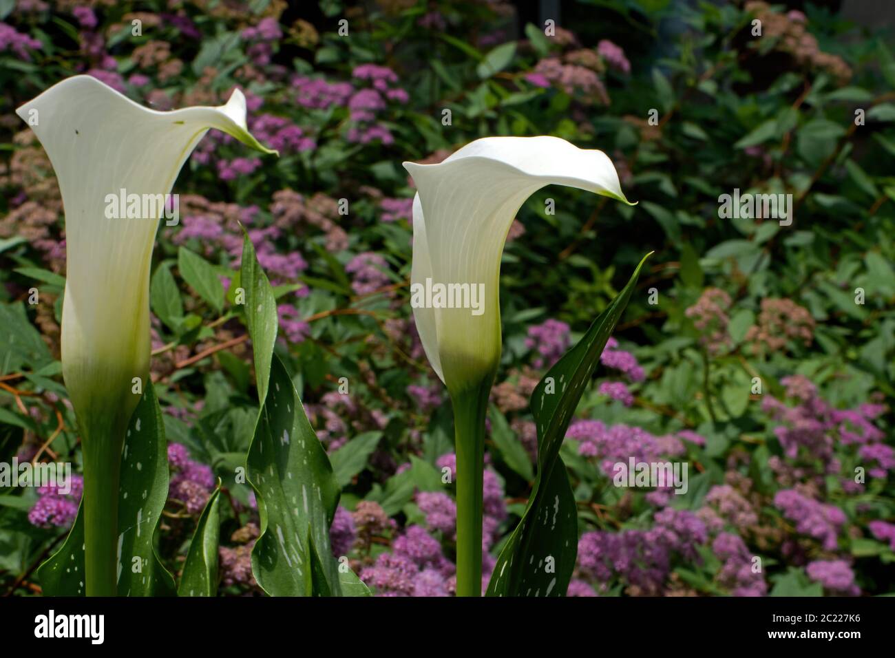 Calla lily also known as arum lily in the garden. The species is native to southern Africa in Lesotho, South Africa, and Swaziland. Stock Photo