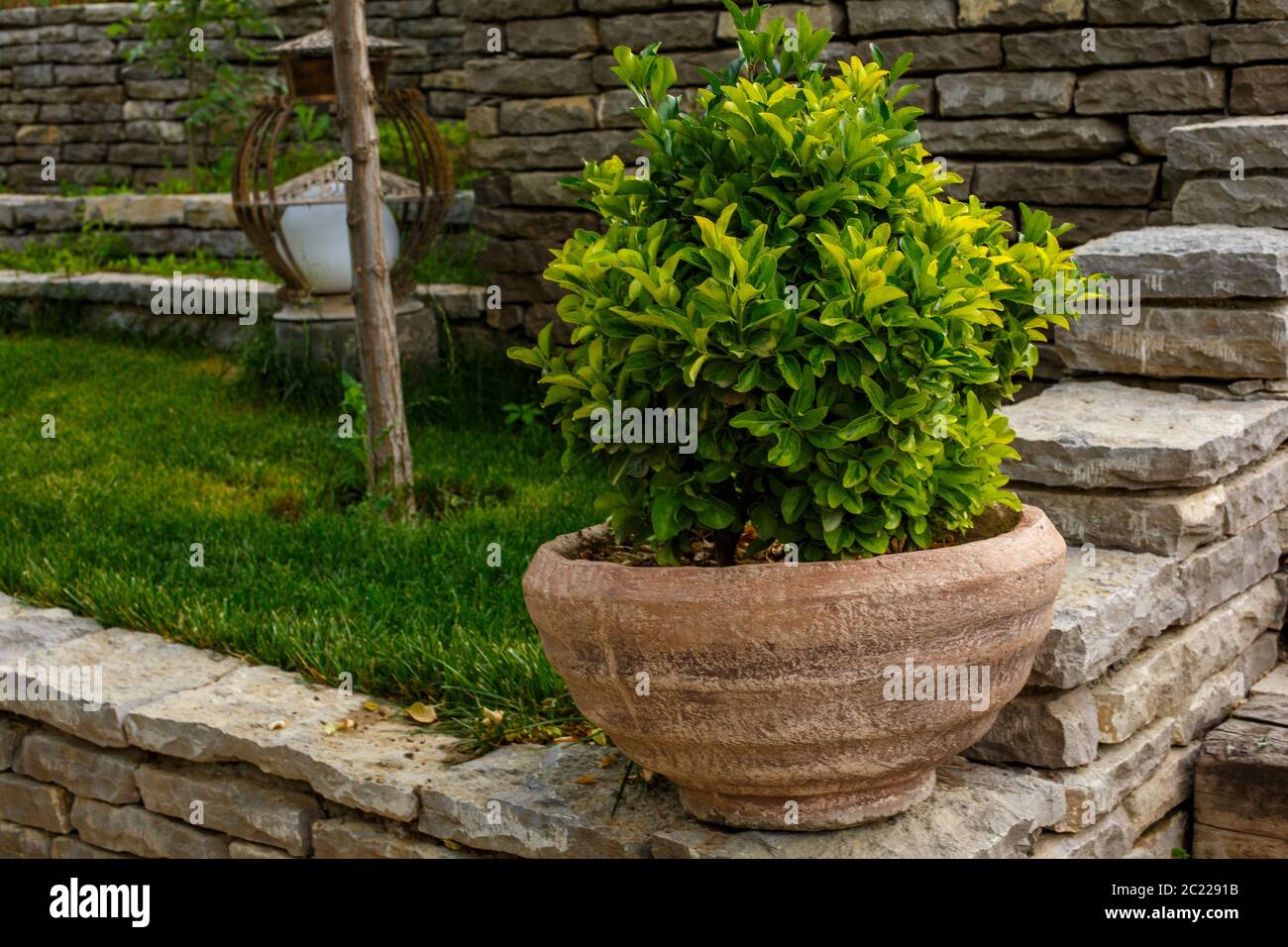 plant in an old pot on a stone wall Stock Photo - Alamy