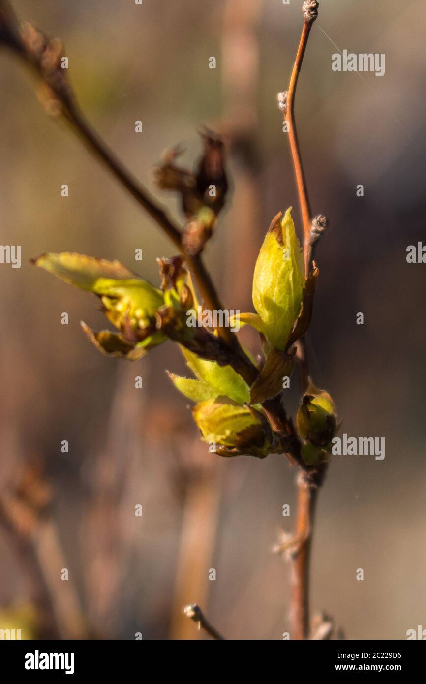 the new shoots, new life in the garden Stock Photo Alamy