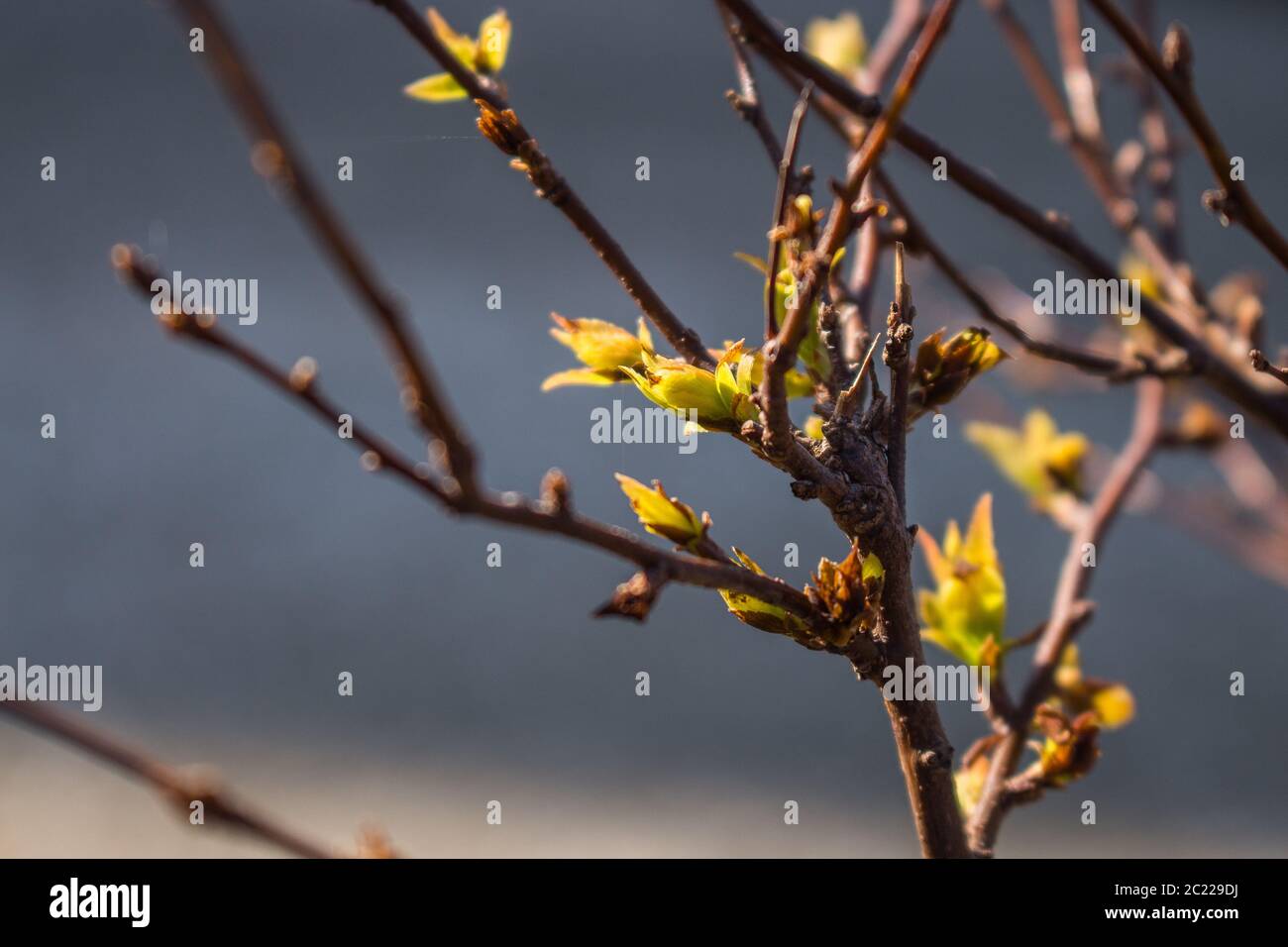 the new shoots, new life in the garden Stock Photo Alamy