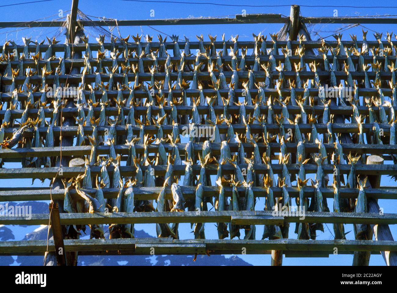Cod drying in the Lofoten islands Stock Photo - Alamy